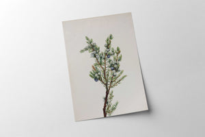Winter Pine Branch