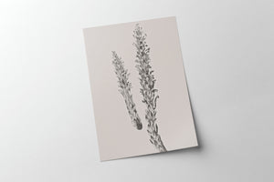 Hay Stem Sketch