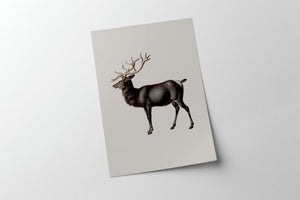 Reindeer