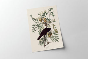 Audubon - American Crow