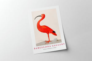 Barcelona Gallery - Ibis