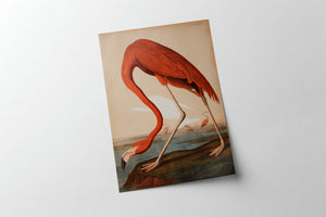 Audubon - Flamingo