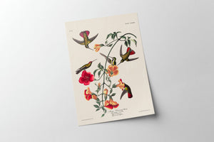 Audubon - Mango Hummingbird