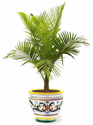 RICCO DERUTA DELUXE: Luxury Cachepot Planter LARGE