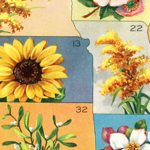 Vintage United States Flower Map, 1911