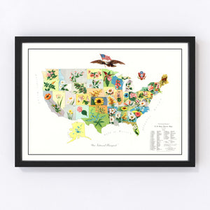 Vintage United States Flower Map, 1911
