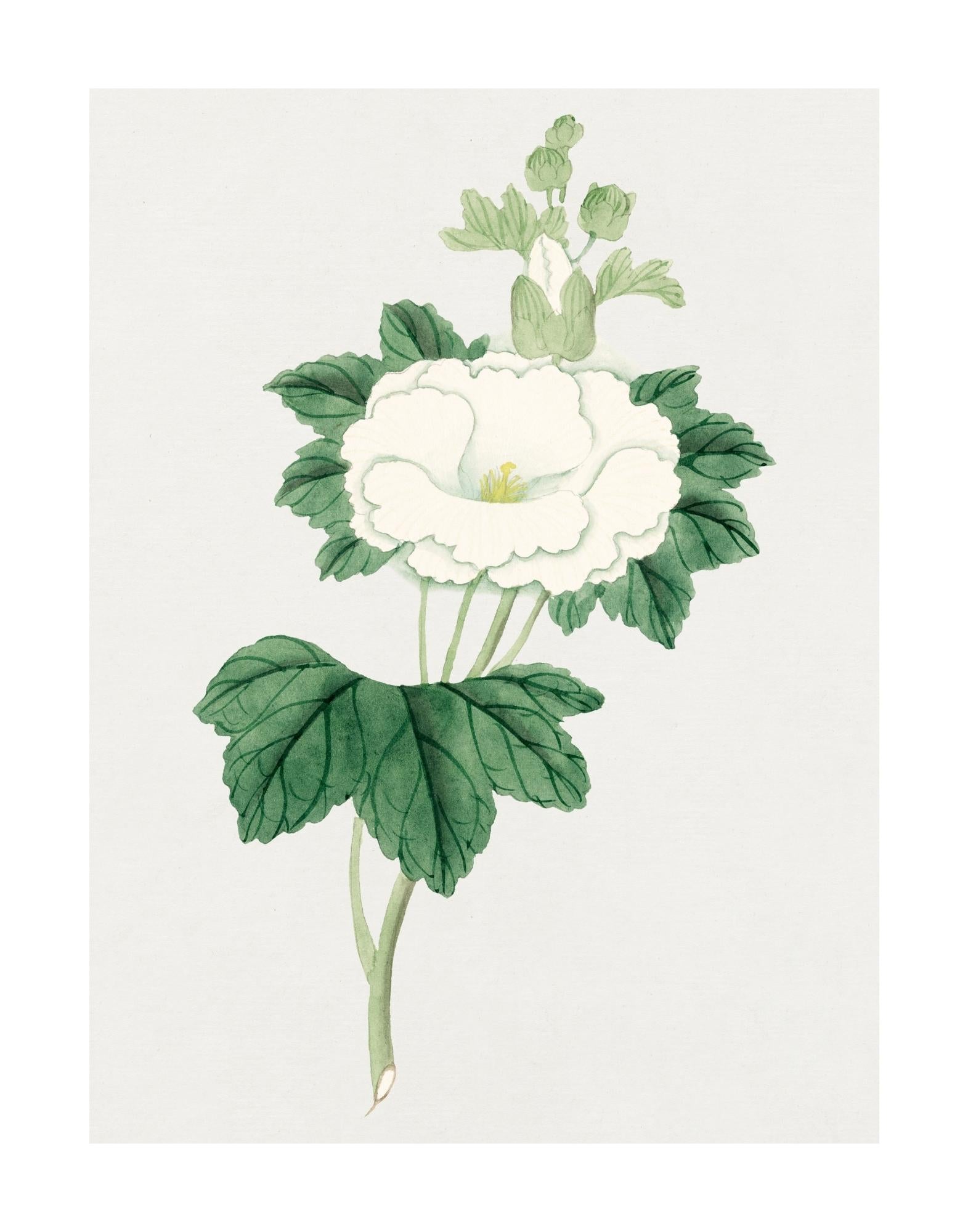 Tachi Aoi Flower