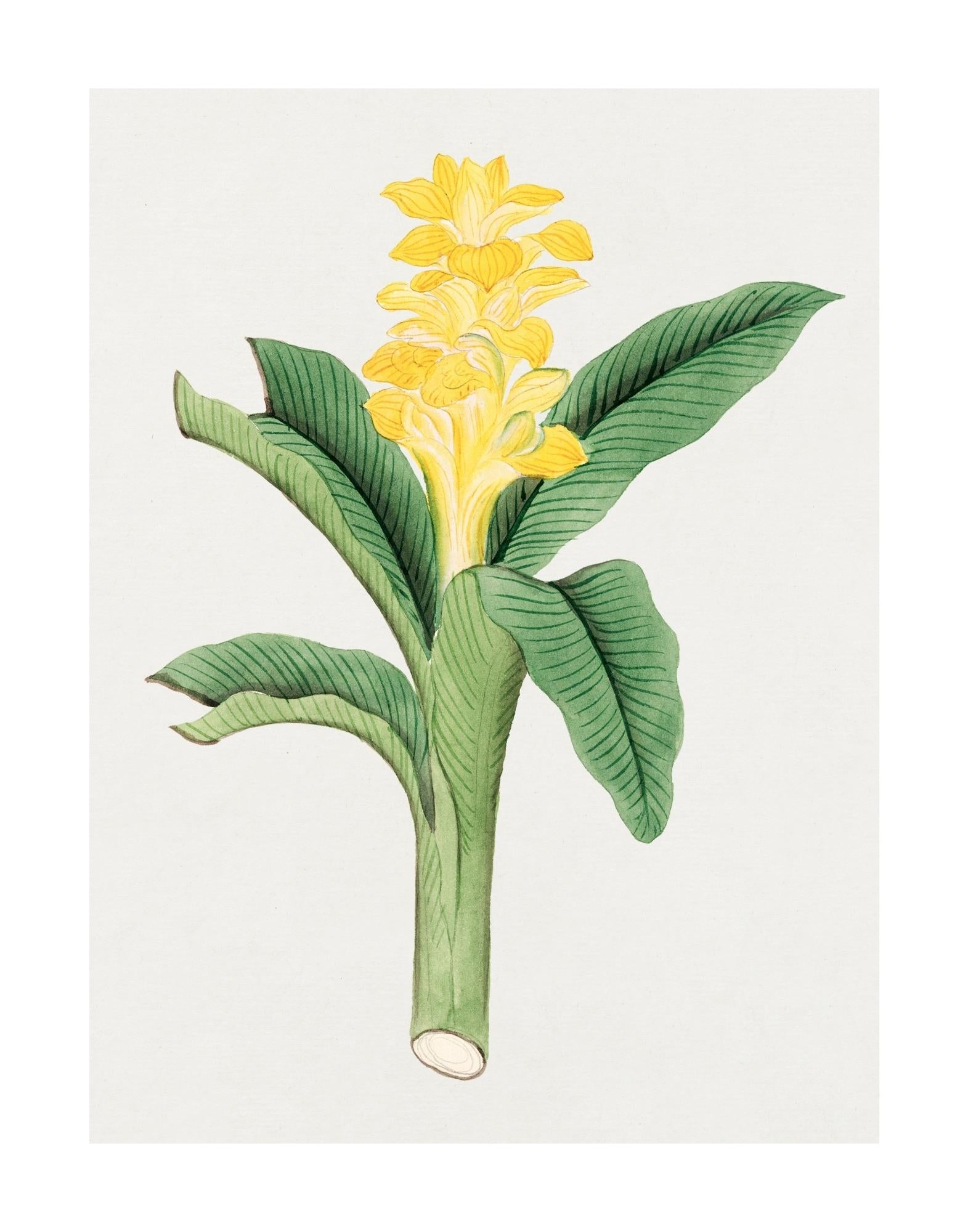 Ukon Flower