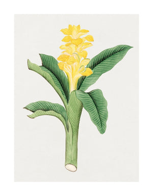 Ukon Flower