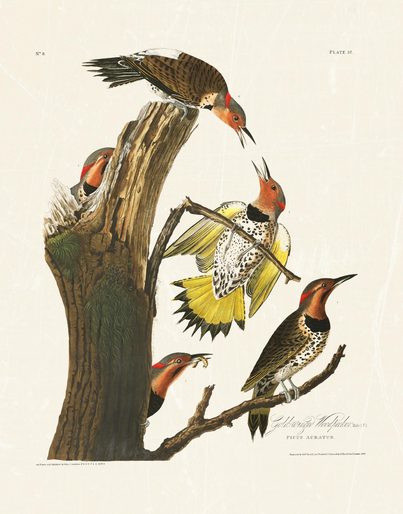 Audubon - Golden Woodpecker