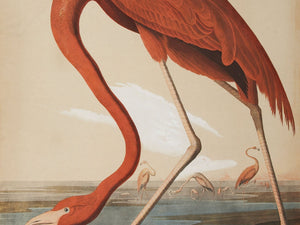 Audubon - Flamingo