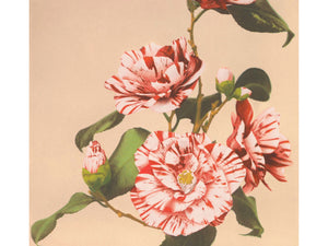 Kazamusa - Camelias