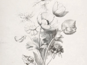 Flower Sketch