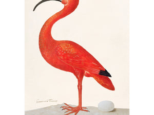 Barcelona Gallery - Ibis