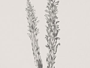 Hay Stem Sketch