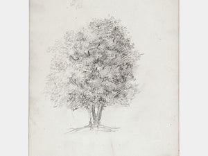 Apple Tree Sketch