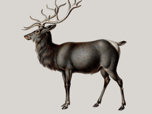 Reindeer