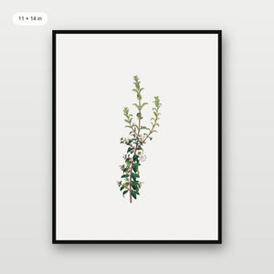 Winter Botanical