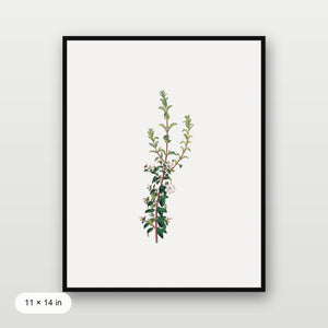 Winter Botanical