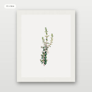 Winter Botanical