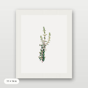 Winter Botanical