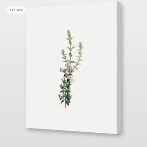 Winter Botanical