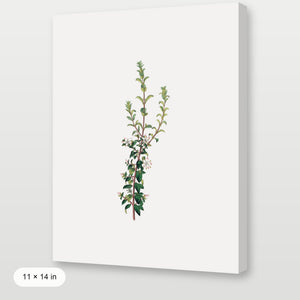 Winter Botanical