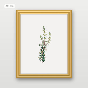 Winter Botanical
