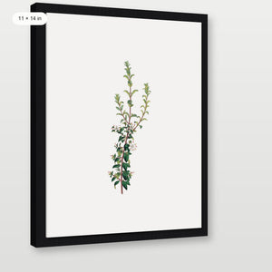 Winter Botanical