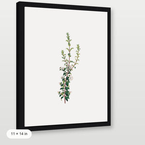 Winter Botanical