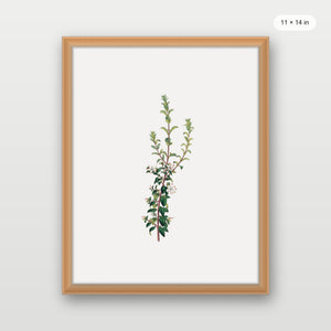 Winter Botanical