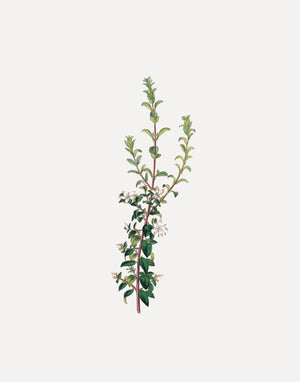 Winter Botanical