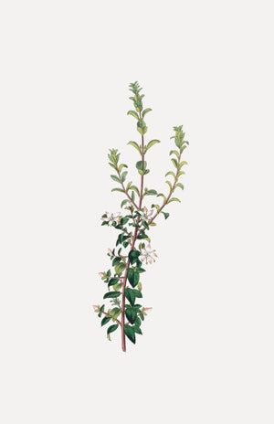 Winter Botanical