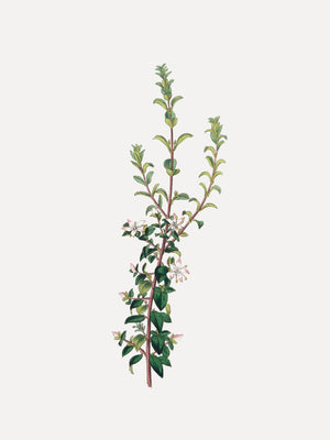 Winter Botanical