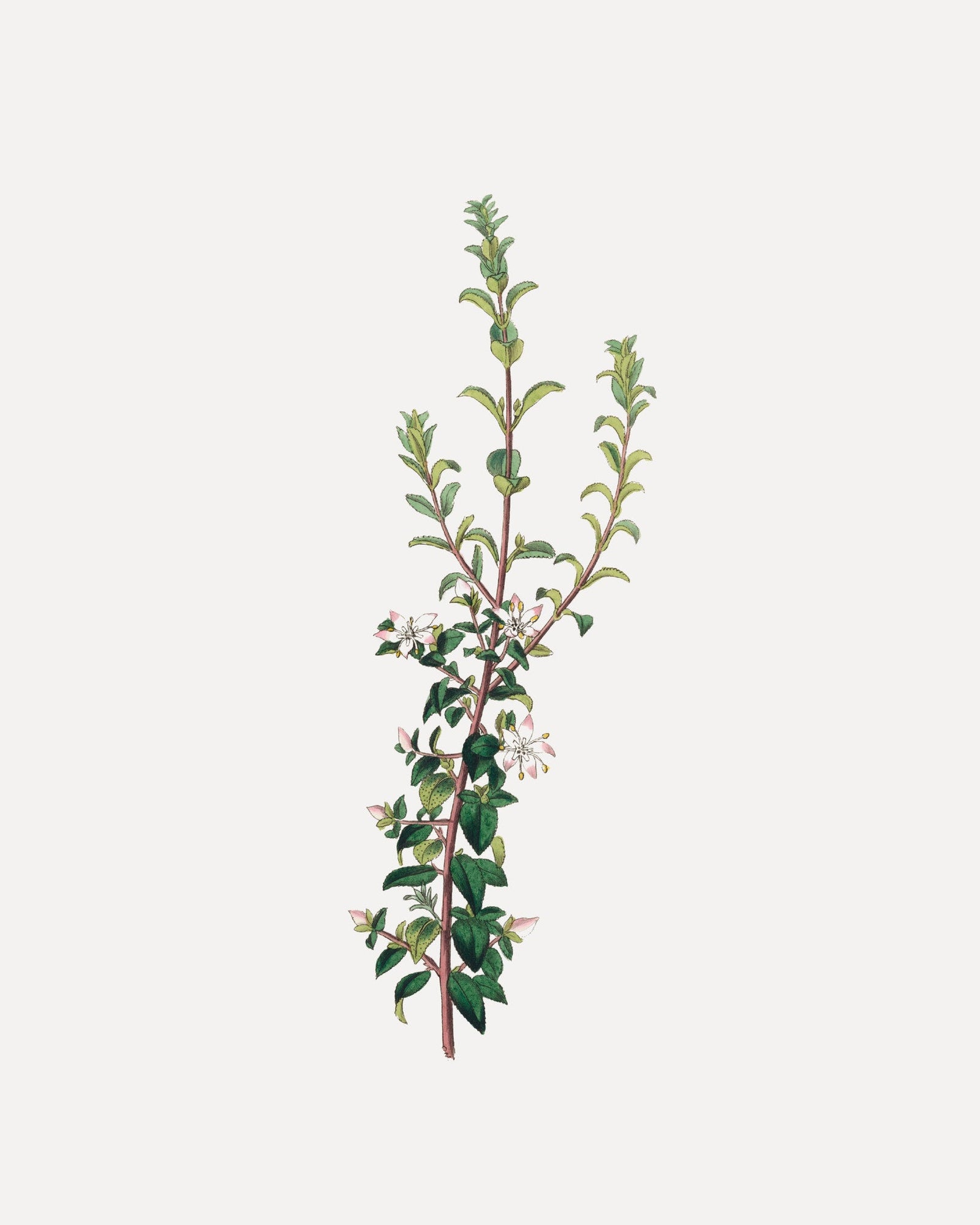 Winter Botanical
