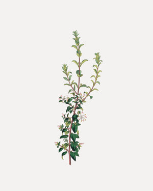 Winter Botanical
