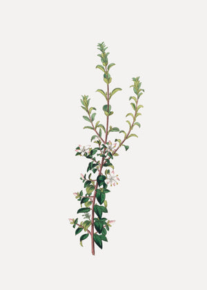 Winter Botanical
