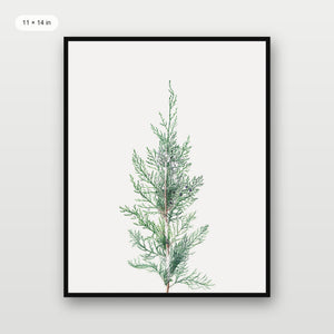 Winter Branch