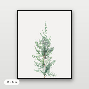 Winter Branch