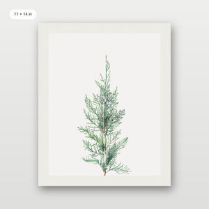Winter Branch