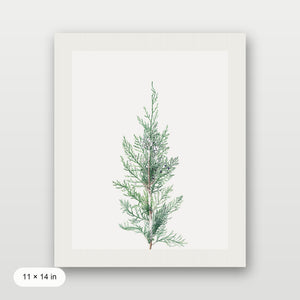 Winter Branch