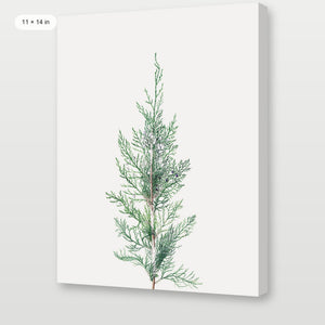 Winter Branch