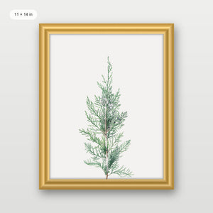 Winter Branch