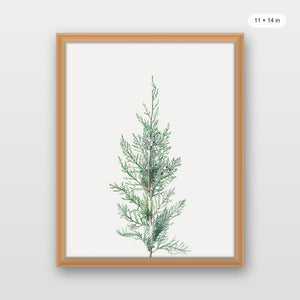 Winter Branch