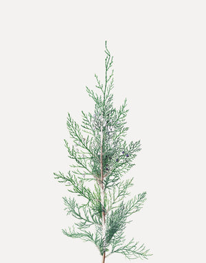 Winter Branch