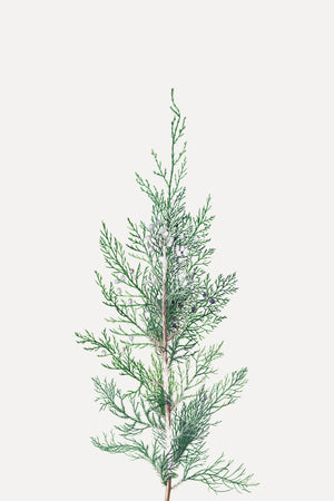 Winter Branch