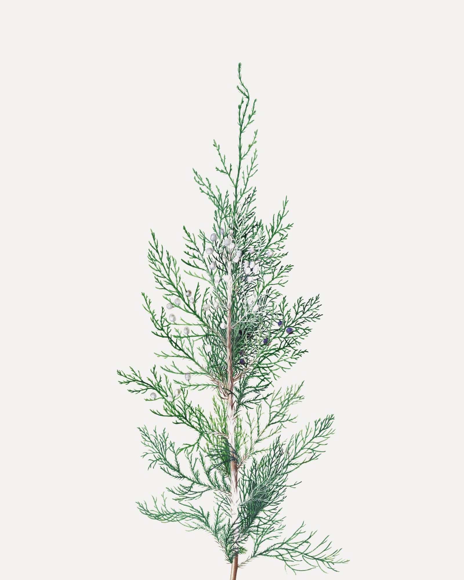 Winter Branch