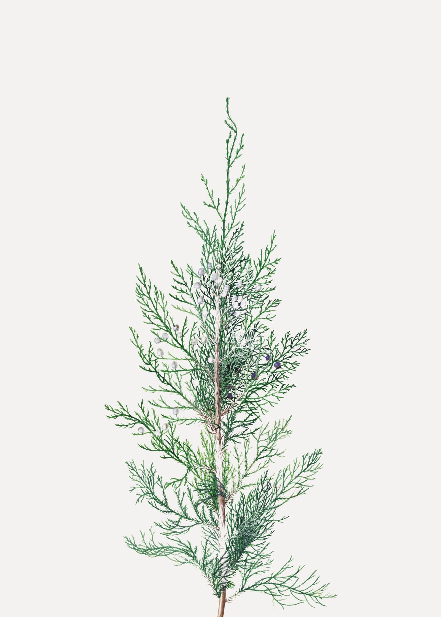 Winter Branch
