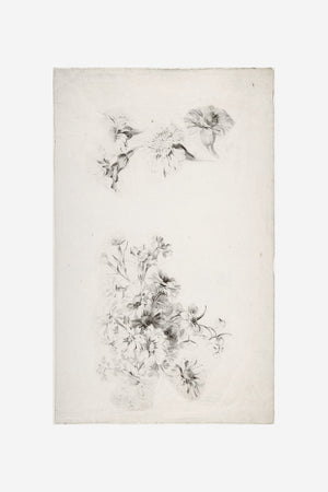 Botanical Parchment