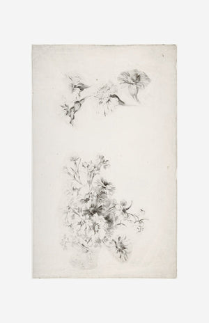 Botanical Parchment